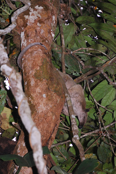 Spotting Image 1