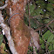 Southern Tamandua