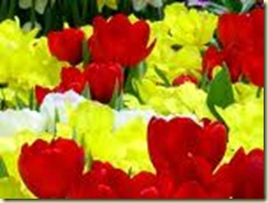 mother's day flowers