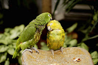 hong-kong-bird-market-25.jpg