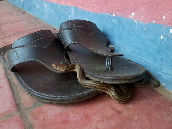 Spotting Image 1