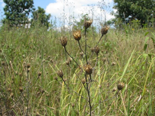 Farmers Place Hopes In Tiny Root Weevils to Stop Spotted Knapweed