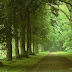 green trees.JPG