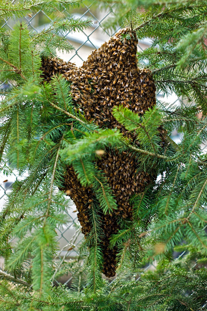 The Longfellow Swarm