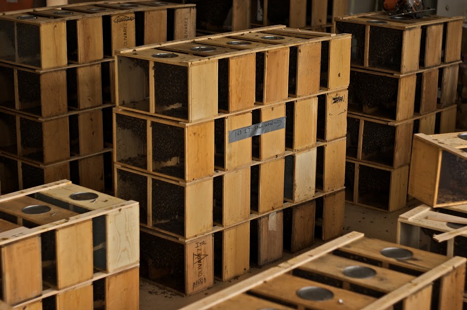 Package Bees