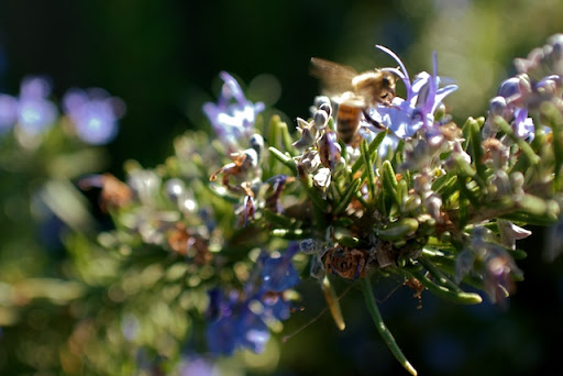 Bee on the Wing