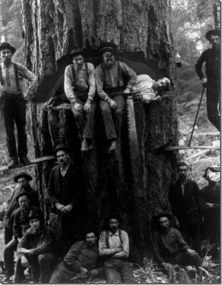 enormes &aacute;rboles talados cosasdivertidas (6)