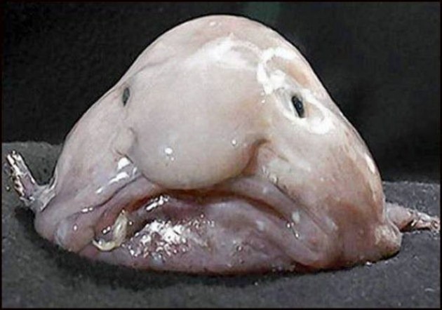 [caras de pez casi humana migallinero (8)[2].jpg]