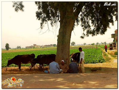 اضغط هنا لترى الصورة بحجمها الطبيعى