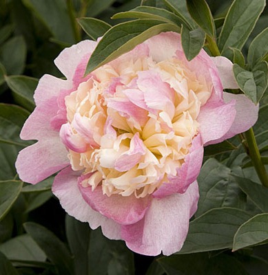 [raspberry-sundae-peony-0410-l[4].jpg]