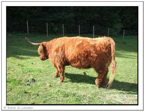 Highland Cattle - Crieff