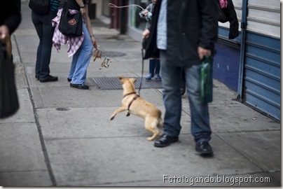 Missão cão invisivel - fotologando (8)