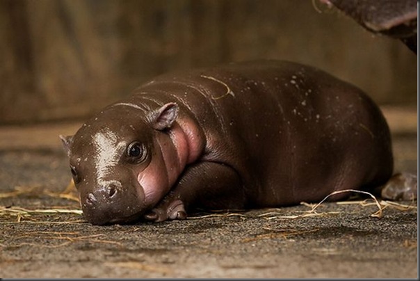 Hipopotamo pigmeu recem nascido (3)