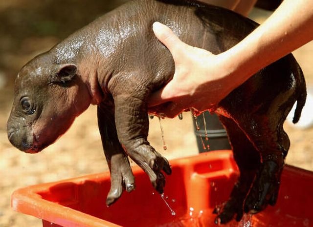 [Hipopotamo pigmeu recem nascido (7)[3].jpg]