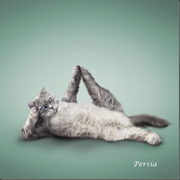 A yoga dos gatos (7)