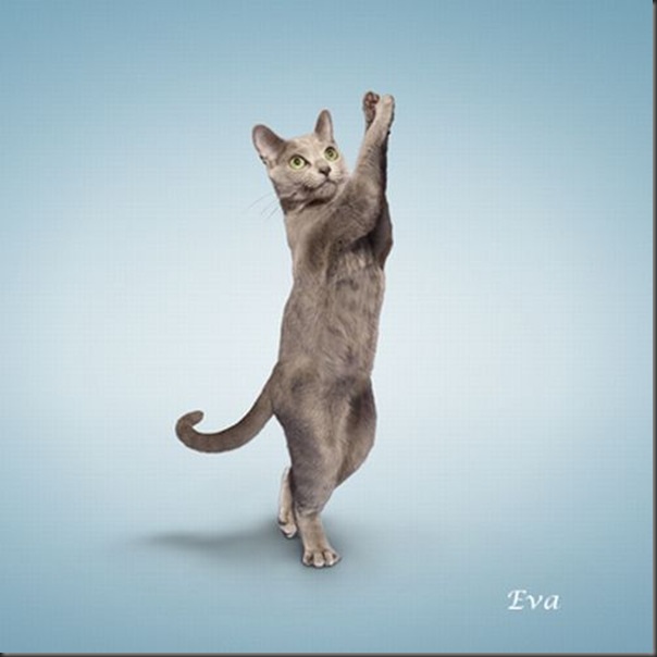 A yoga dos gatos (3)