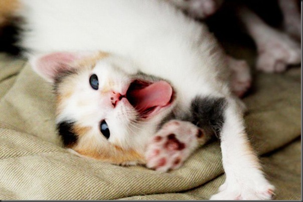 Fotos de gatinhos fofos bocejando (8)