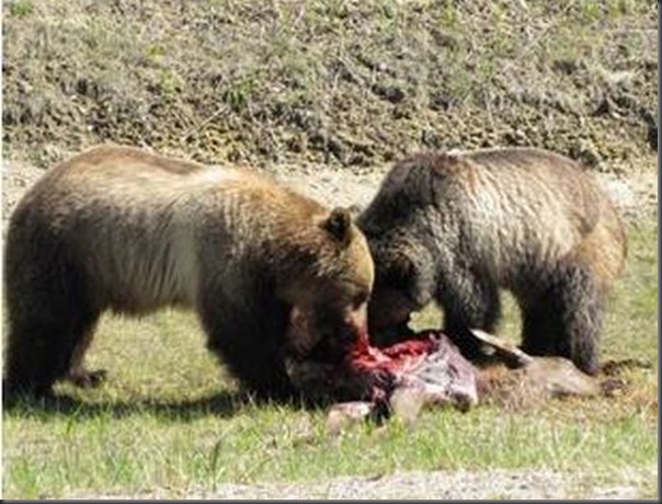 Jantar romantico entre ursos (24)