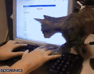 Gatos não gostam de internet