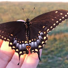 Black Swallowtail