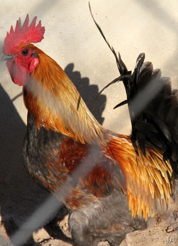 [gallo[13].jpg]
