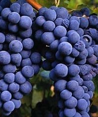 [uvas biblicas[8].jpg]