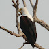 Liwonde National Park