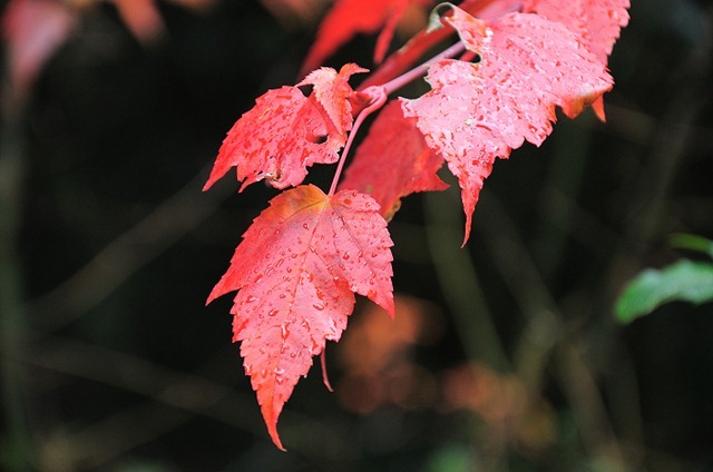 DSC_0854 DSC_0854