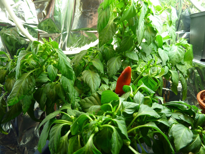 P1000796.JPG