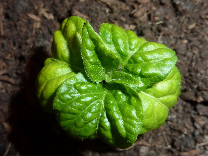 P1000885.JPG