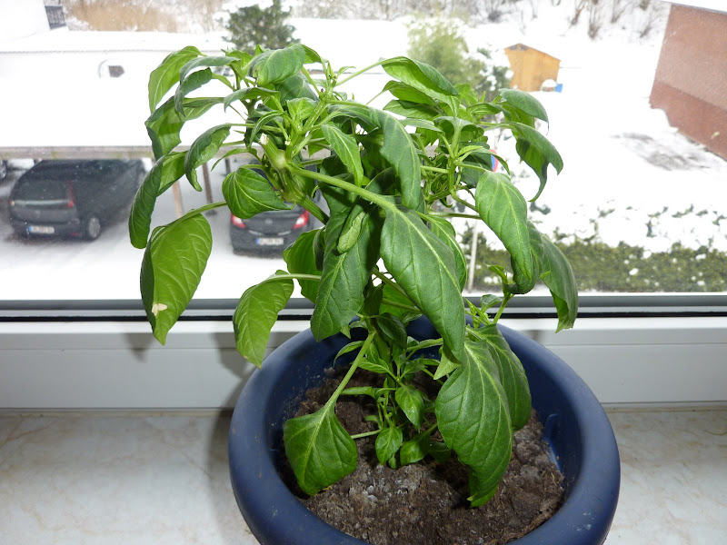 P1010056.JPG