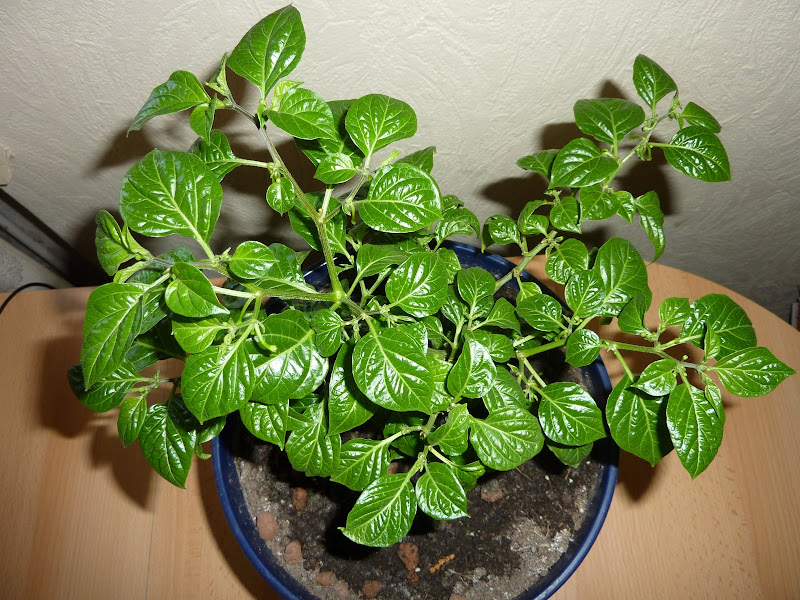 P1010942.JPG