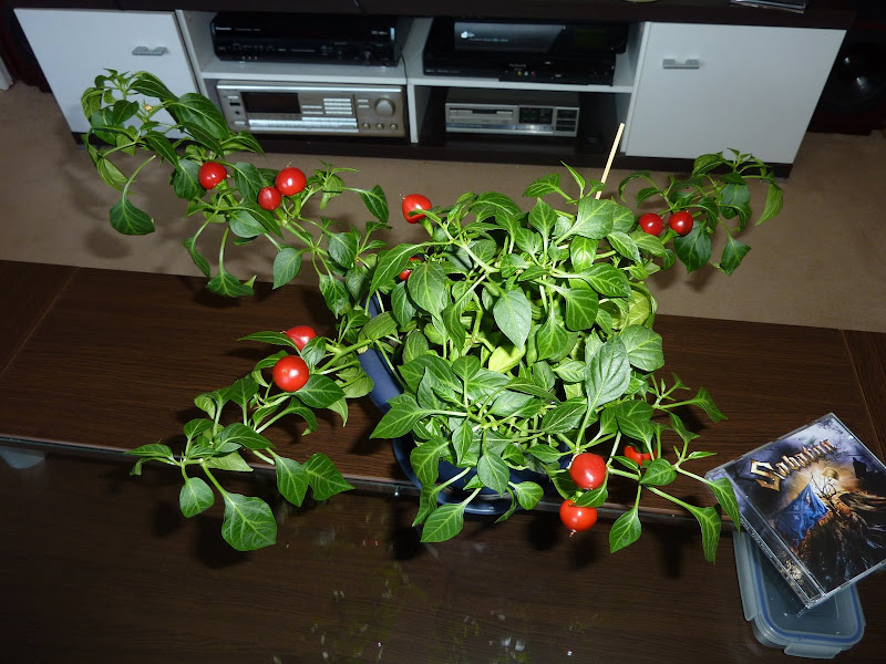 P1020012.JPG