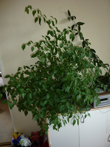 P1030442.JPG