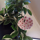 Hoya