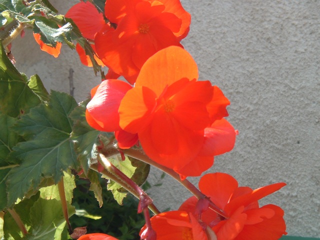varie 2010 015 varie 2010 015