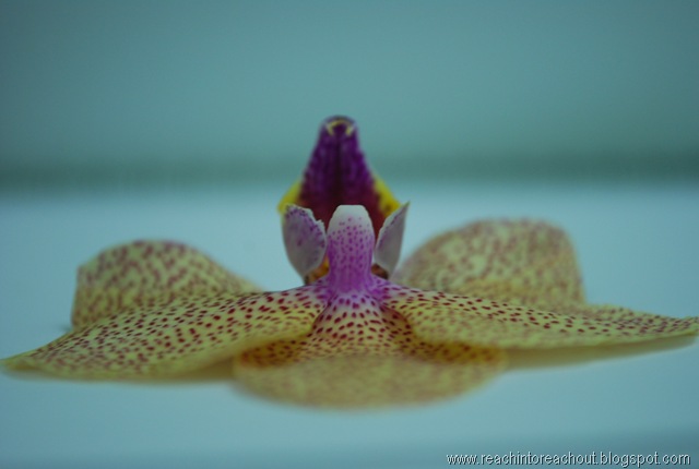 [DSC_0271[6].jpg]