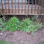 ElizaK28's Deck Birdfeeder garden