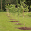 ElizaK28's "Kitchen" Orchard (haha) garden