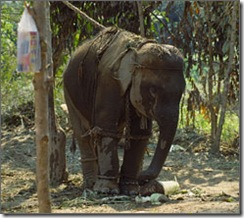elephant chain1