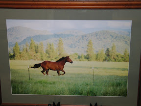Running Horse Photo