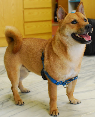 (原發表者:努比拔)(相簿)