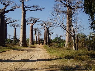 マダガスカルはバオバブの木で有名
