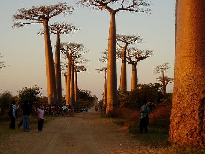 夕陽を浴びるバオバブ－マダガスカル