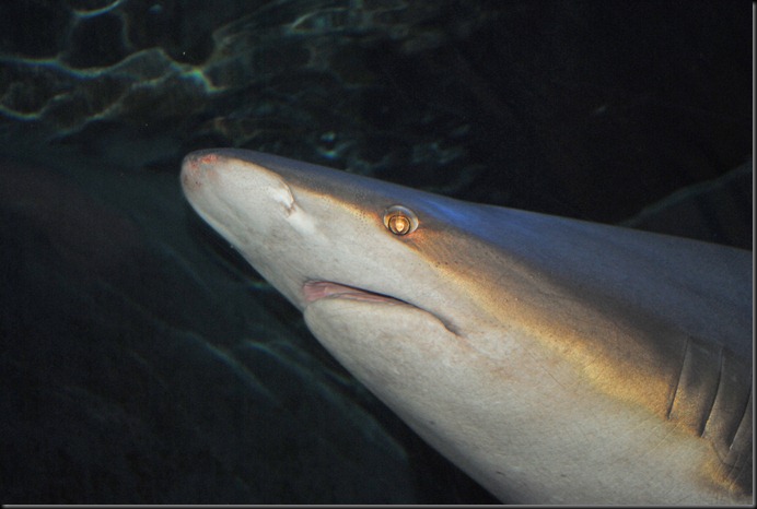 Dallas Aquarium (5)