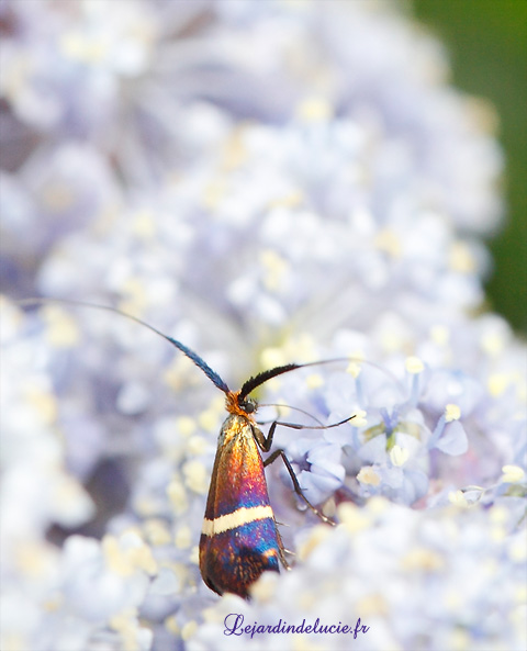 femelle adela australis sur caenothe