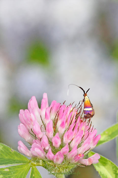 adala australis sur fleur de trèfle