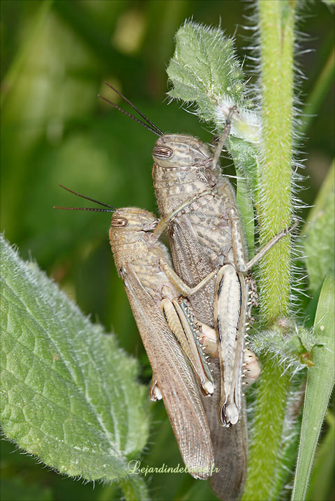 couple de criquets égyptien