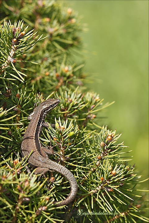 lézard des murailles dans le sapin nain