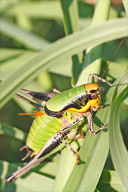 eupholidoptera chabrieri mâle